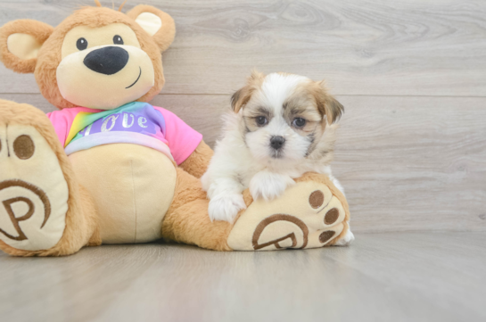 Cute Teddy Bear Baby