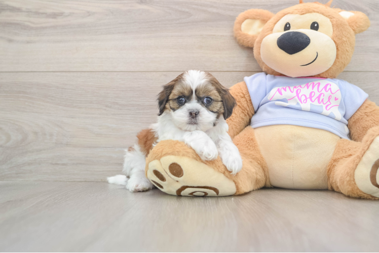 Teddy Bear Pup Being Cute
