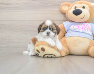 8 week old Teddy Bear Puppy For Sale - Lone Star Pups