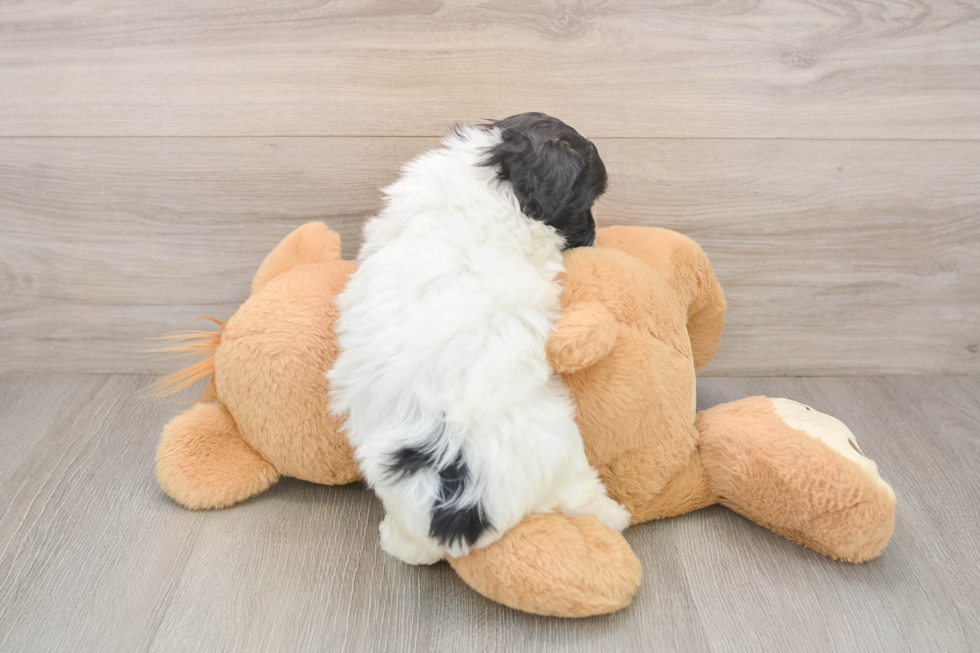 Funny Teddy Bear Designer Pup