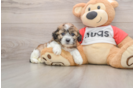 Hypoallergenic Shitzu Designer Puppy