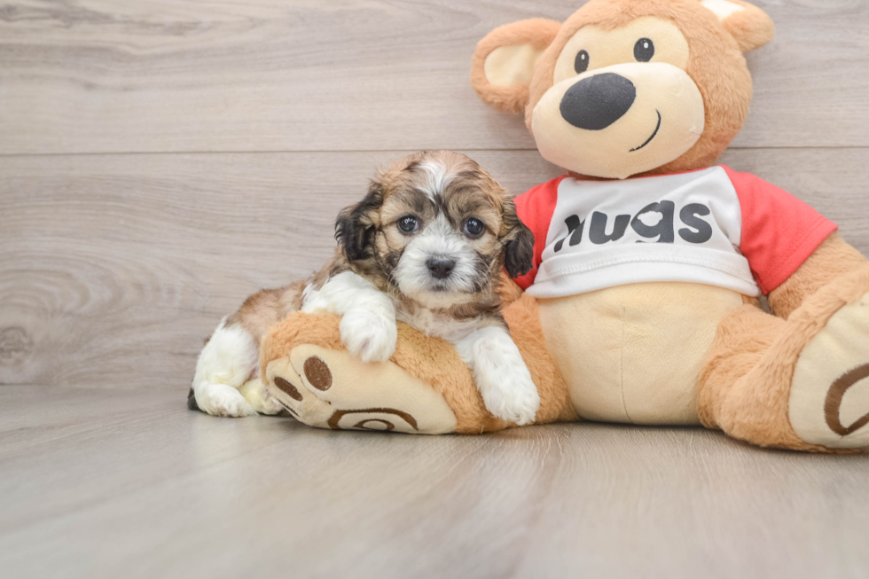 Hypoallergenic Shitzu Designer Puppy