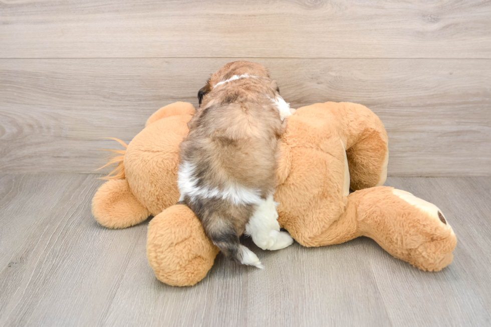 Teddy Bear Puppy for Adoption