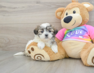 8 week old Teddy Bear Puppy For Sale - Lone Star Pups