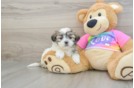 Popular Teddy Bear Designer Pup