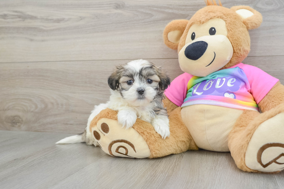 8 week old Teddy Bear Puppy For Sale - Lone Star Pups