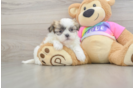 Sweet Teddy Bear Baby