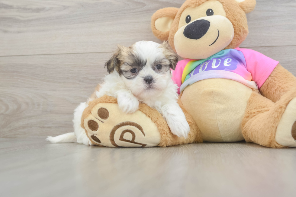 Sweet Teddy Bear Baby
