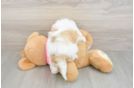 Teddy Bear Puppy for Adoption