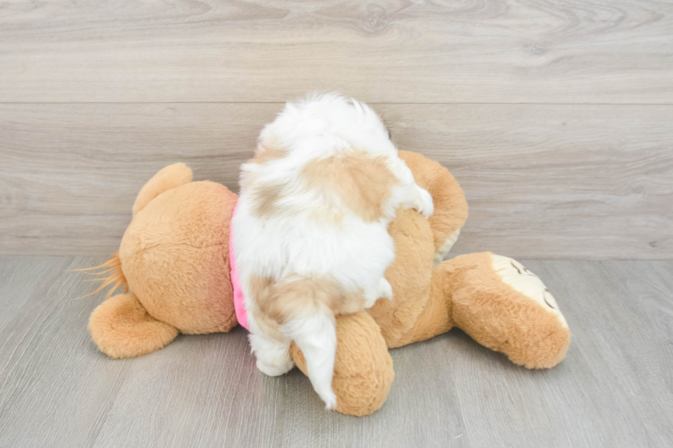 Teddy Bear Puppy for Adoption