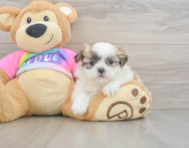 7 week old Teddy Bear Puppy For Sale - Lone Star Pups