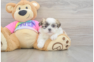 Teddy Bear Puppy for Adoption