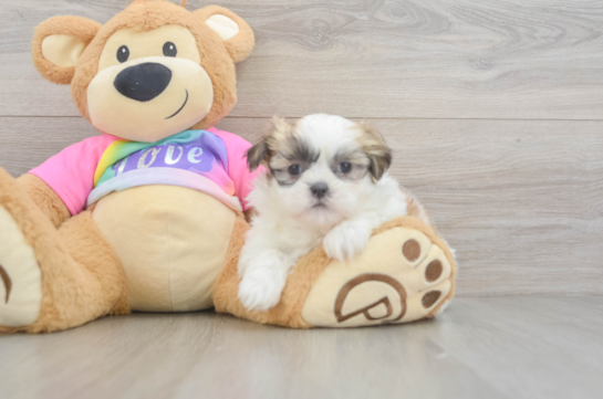 Teddy Bear Puppy for Adoption