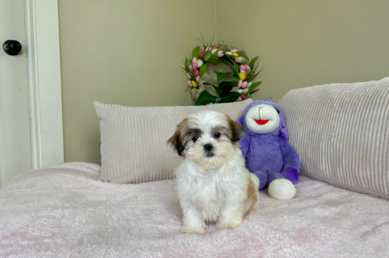 Best Teddy Bear Baby