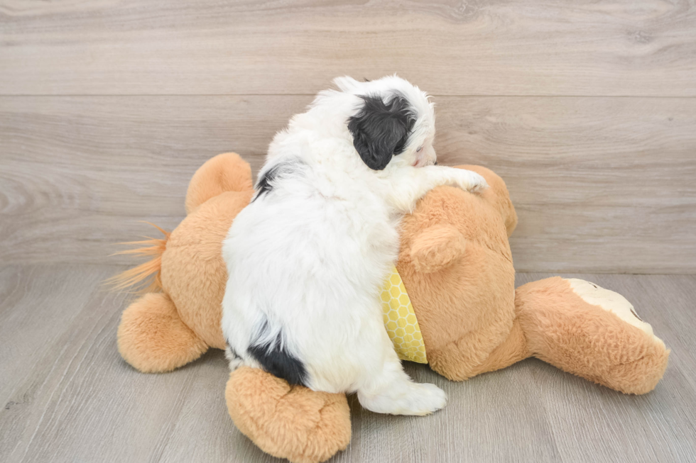 Teddy Bear Pup Being Cute