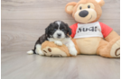Teddy Bear Pup Being Cute