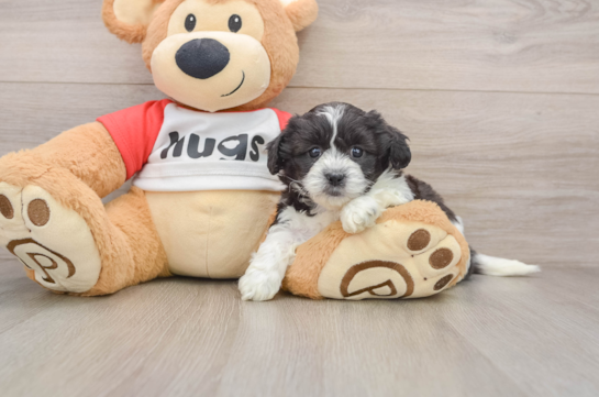 Cute Teddy Bear Baby