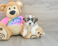 8 week old Teddy Bear Puppy For Sale - Lone Star Pups