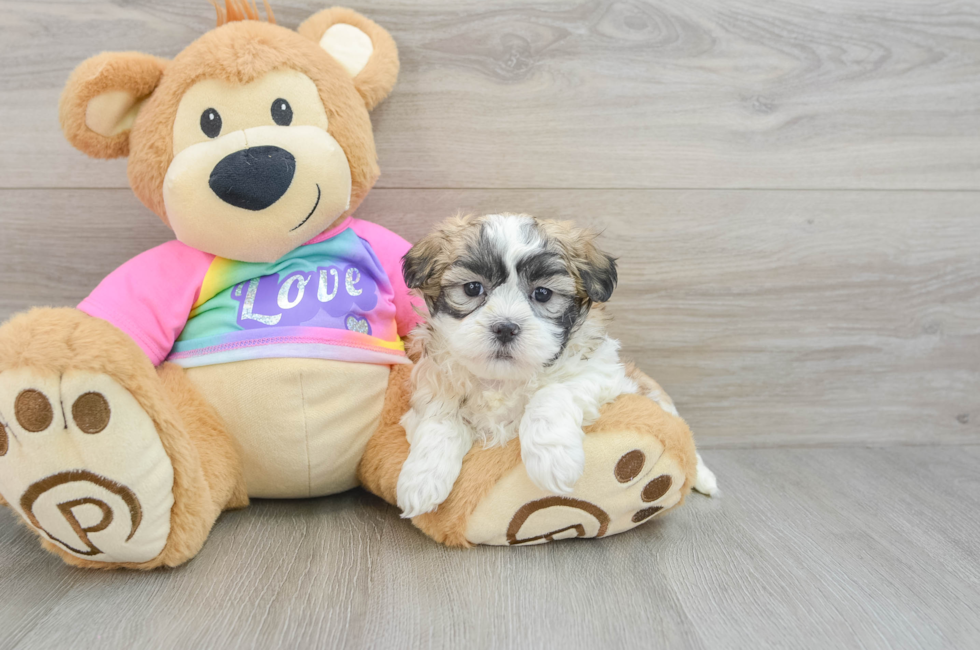 8 week old Teddy Bear Puppy For Sale - Lone Star Pups