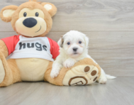 6 week old Teddy Bear Puppy For Sale - Lone Star Pups