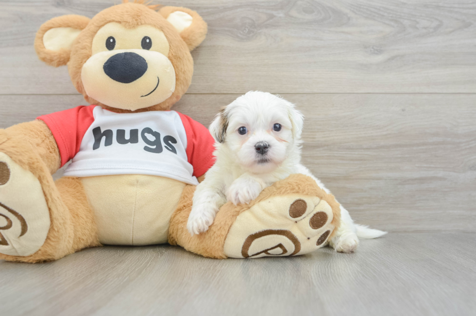 6 week old Teddy Bear Puppy For Sale - Lone Star Pups