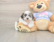 6 week old Teddy Bear Puppy For Sale - Lone Star Pups