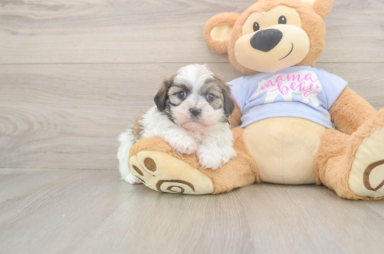 6 week old Teddy Bear Puppy For Sale - Lone Star Pups Cute Teddy Bear Baby