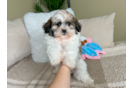 Cute Shichon Designer Puppy