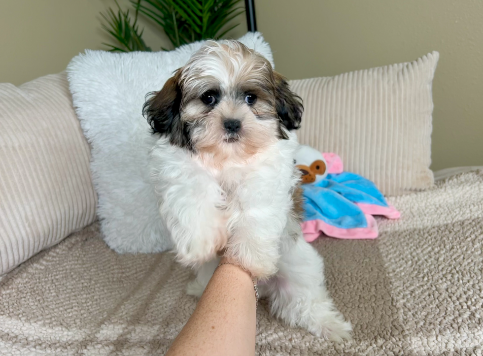 Cute Shichon Designer Puppy