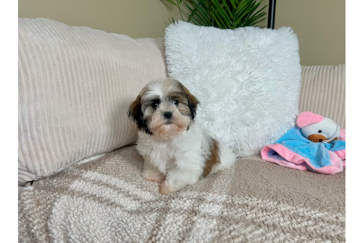 Teddy Bear Puppy for Adoption