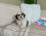 9 week old Teddy Bear Puppy For Sale - Lone Star Pups