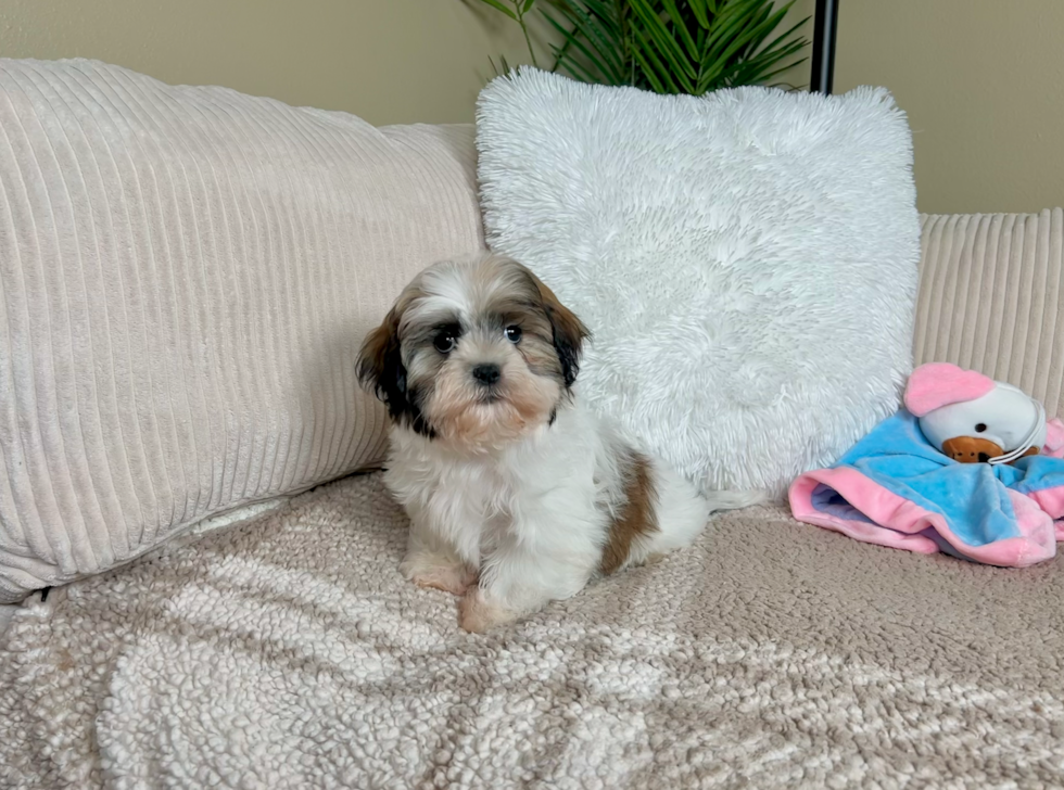 Teddy Bear Puppy for Adoption