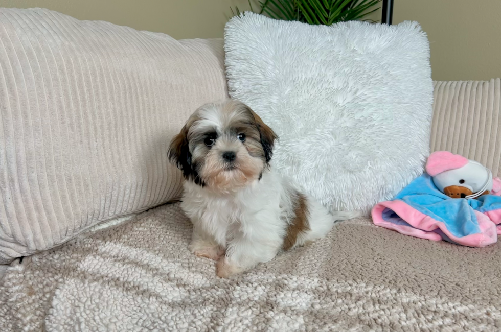 9 week old Teddy Bear Puppy For Sale - Lone Star Pups