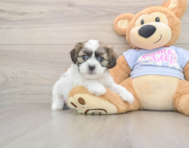 8 week old Teddy Bear Puppy For Sale - Lone Star Pups