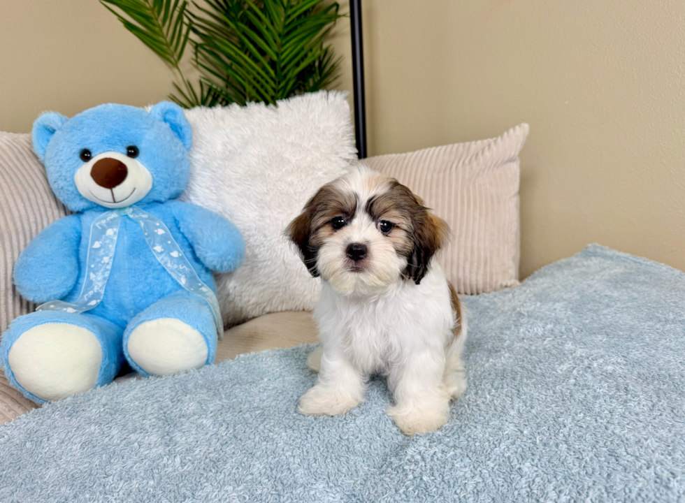 Best Teddy Bear Baby