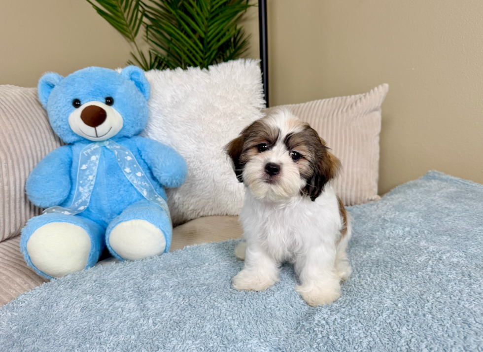 Best Teddy Bear Baby