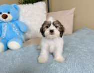 9 week old Teddy Bear Puppy For Sale - Lone Star Pups