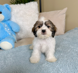 11 week old Teddy Bear Puppy For Sale - Lone Star Pups