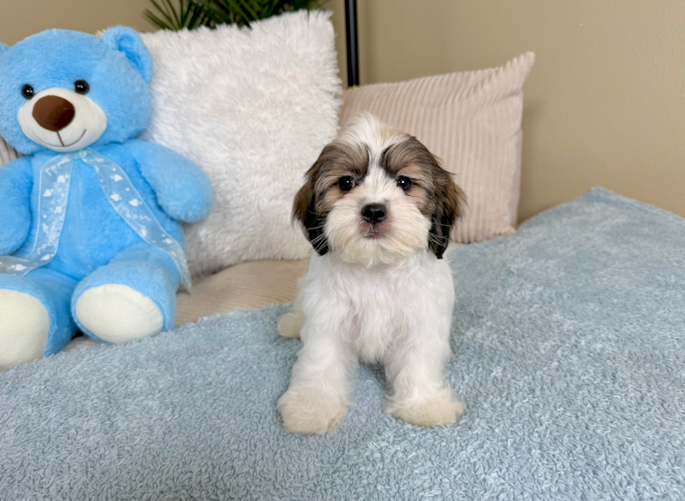 Cute Teddy Bear Baby