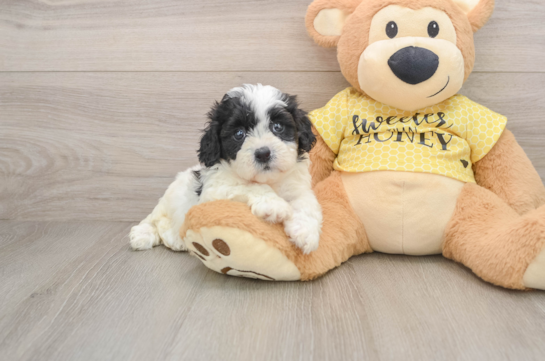 Teddy Bear Puppy for Adoption