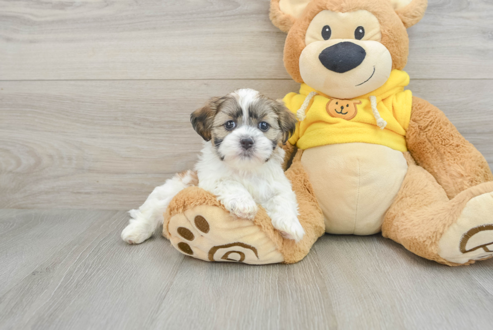 Teddy Bear Puppy for Adoption