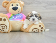 8 week old Teddy Bear Puppy For Sale - Lone Star Pups