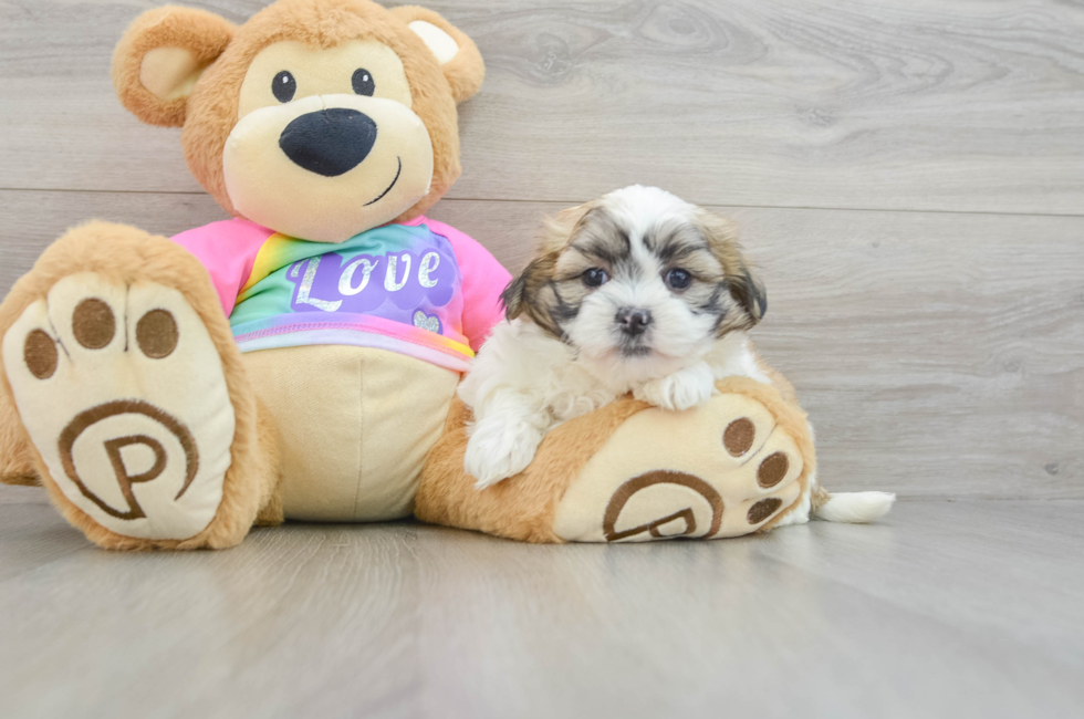 8 week old Teddy Bear Puppy For Sale - Lone Star Pups