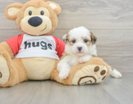 6 week old Teddy Bear Puppy For Sale - Lone Star Pups
