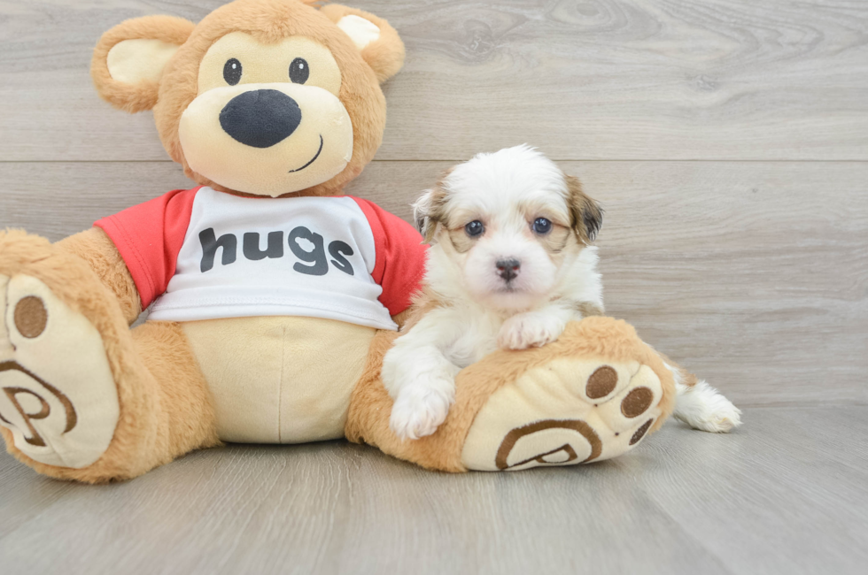 6 week old Teddy Bear Puppy For Sale - Lone Star Pups