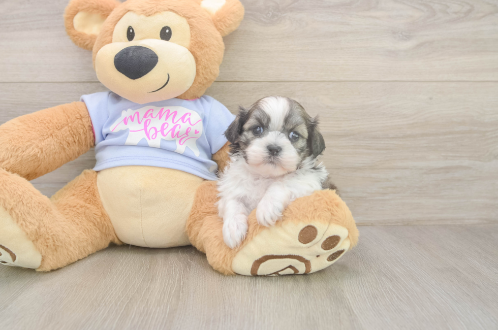 6 week old Teddy Bear Puppy For Sale - Lone Star Pups