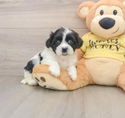 8 week old Teddy Bear Puppy For Sale - Lone Star Pups