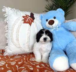 9 week old Teddy Bear Puppy For Sale - Lone Star Pups