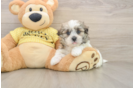 Best Teddy Bear Baby