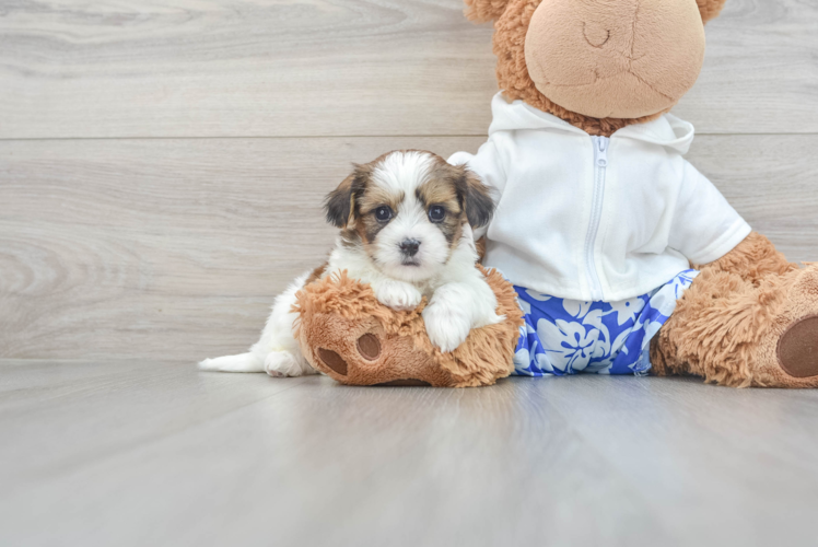 Adorable Shitzu Designer Puppy